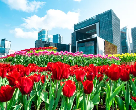 Commercial Landscape Design Springfield IL 1 Strange rendering of a flower field in front of a Commercial Landscape Design Springfield IL