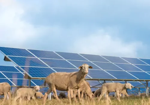Solar panels next to sheep on a farm