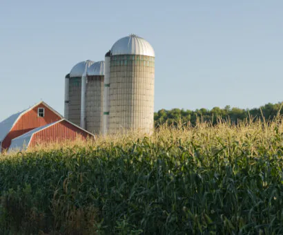 A barn and silos are hidden amongst corn is reviewed as part of Rural Farm Surveys